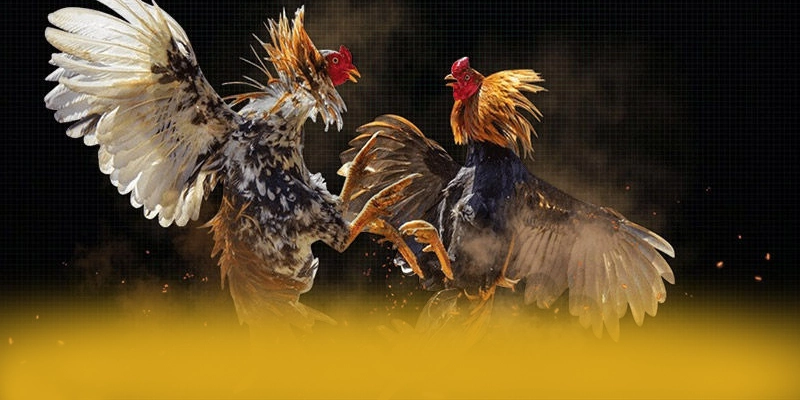 Đánh giá từ cộng đồng người chơi về [THUONG_HIEU]